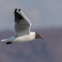 *** :: Виктор Иванович Чернюк