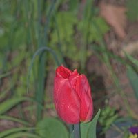 Тюльпанчик :: Giant Tao /