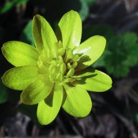 Чистяк весенний :: Людмила Смородинская