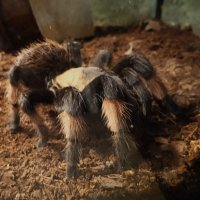 В зоопарке Воронежа :: Елена Шаламова