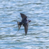 ласточка деревенская. :: юрий макаров