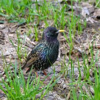 Скворец :: Константин Анисимов