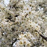 Апрельское цветение. :: Валерия Комова