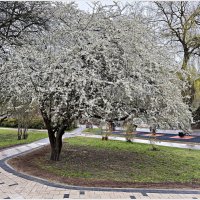 Алыча цветёт. :: Валерия Комова