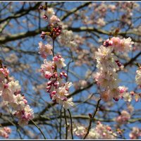 Первые цветы :: Aleksandr Gal