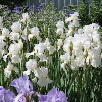 БЕЛОСНЕЖНЫЕ ИРИСЫ В ИЮНЕ :: Валентина 
