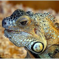 Портрет в профиль :: Владимир Попов