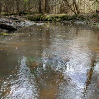 Весна . Лесной ручей :: Va-Dim ...