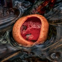 Саркосцифа :: Va-Dim ...