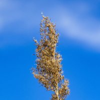 *** :: Николай 