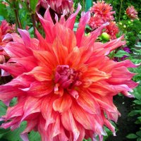 Георгина :: Сергей Карачин