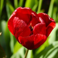 Доброе утро :: Юрий. Шмаков