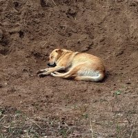 Бездомыш :: светлана льдокова