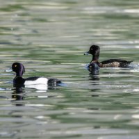 Чернеть :: Владимир Колесников