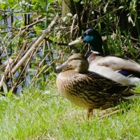 Утки весной :: Рита Симонова