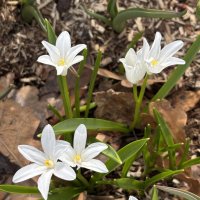 *** :: Мария - Maria