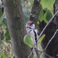 Дятел :: Freddy 97