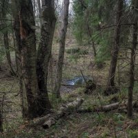 По Лесным Дорожкам :: юрий поляков