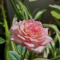 На подоконнике расцвела розочка! И пахнет! :: Наталья Лунева 