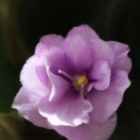 Весна на подоконнике. :: Наталья Лунева 