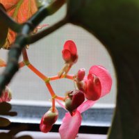 Бегония проснулась ... :: Наталья Лунева 