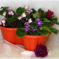 Мои фиалочки. :: nadyasilyuk Вознюк