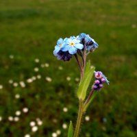 Незабудка. :: nadyasilyuk Вознюк