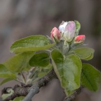 Всему свой срок, и урожай поспеет тоже... :: Валерий Басыров