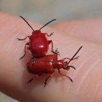 Лилейная трещалка :: Tata Wolf