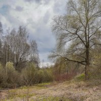 В весеннем парке... :: Владимир Жданов