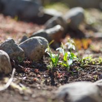 Сегодня День подснежников :: Иваннович .