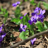 первые :: Ninell Nikitina