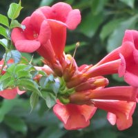 Растем не только в комнате :: Валерий 