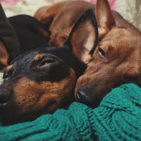 Идилия сладких снов :: Evgenia Glazkova