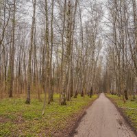 В весеннем парке... :: Владимир Жданов