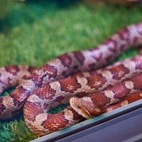 маисовый Полос :: Александр Леонов