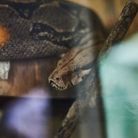 Императорский удав :: Александр Леонов