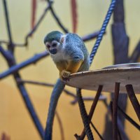 Саймири(небольшой примат) :: Александр Леонов