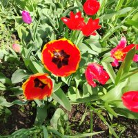 Тюльпанчики :: Надежда 