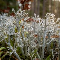 Ягель :: Лилия 