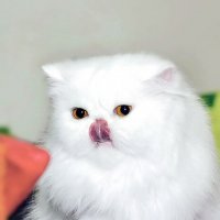 ... :: Светлана Ищенко