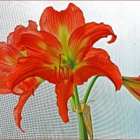 Прекрасное трио. :: Валентина  Нефёдова 