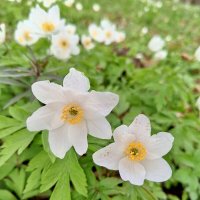 Ветреница :: Сапсан 