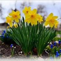 Золота нарциссов :: Елена Сухорученкова