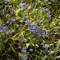 Пролески :: София 