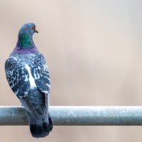 Городские птицы :: Владимир Лазарев