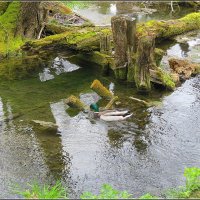 В диком лесу :: Сеня Белгородский