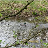 Пороги :: Сеня Белгородский