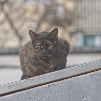 Ты хто такой ,Ну пасспорт живо ... :: Giant Tao /