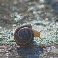 Турбо :: Giant Tao /